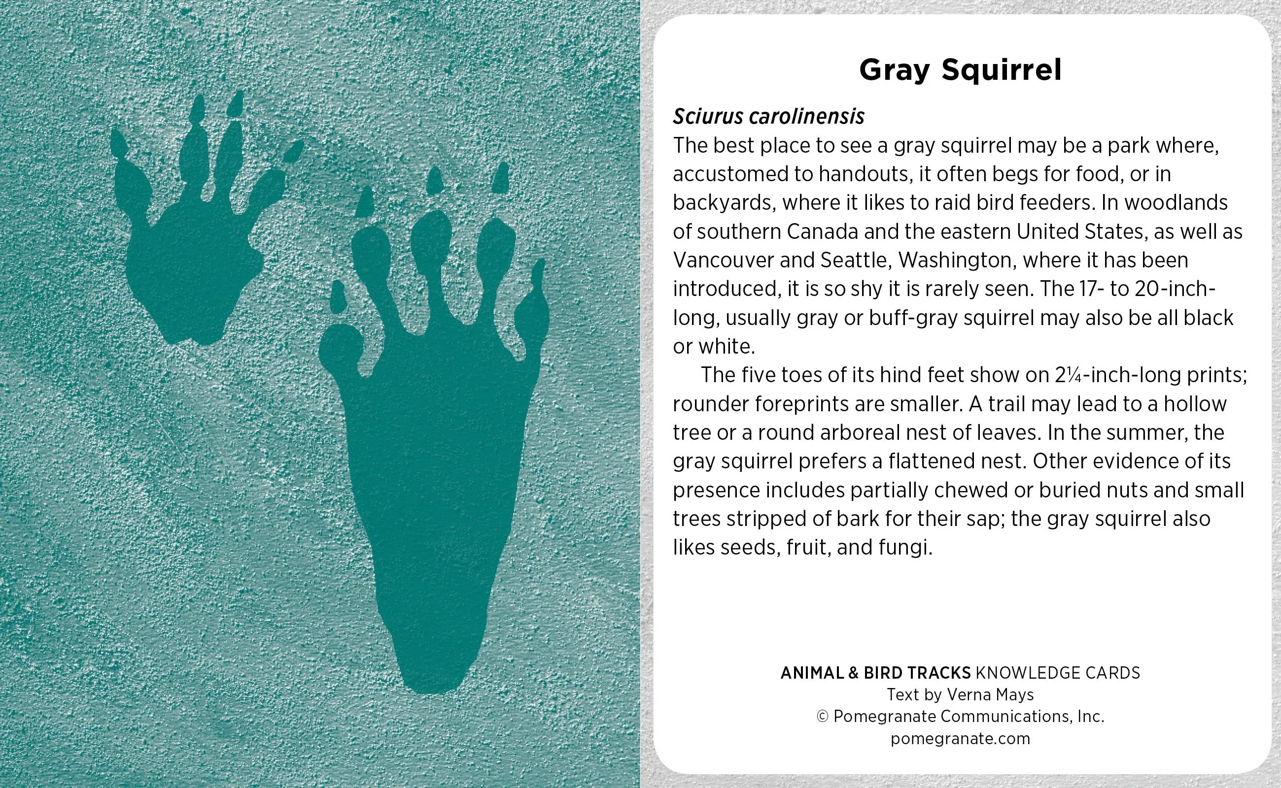 Animal & Bird Tracks: A Handy Reference For the Outdoor Detective Knowledge Cards - Image 4