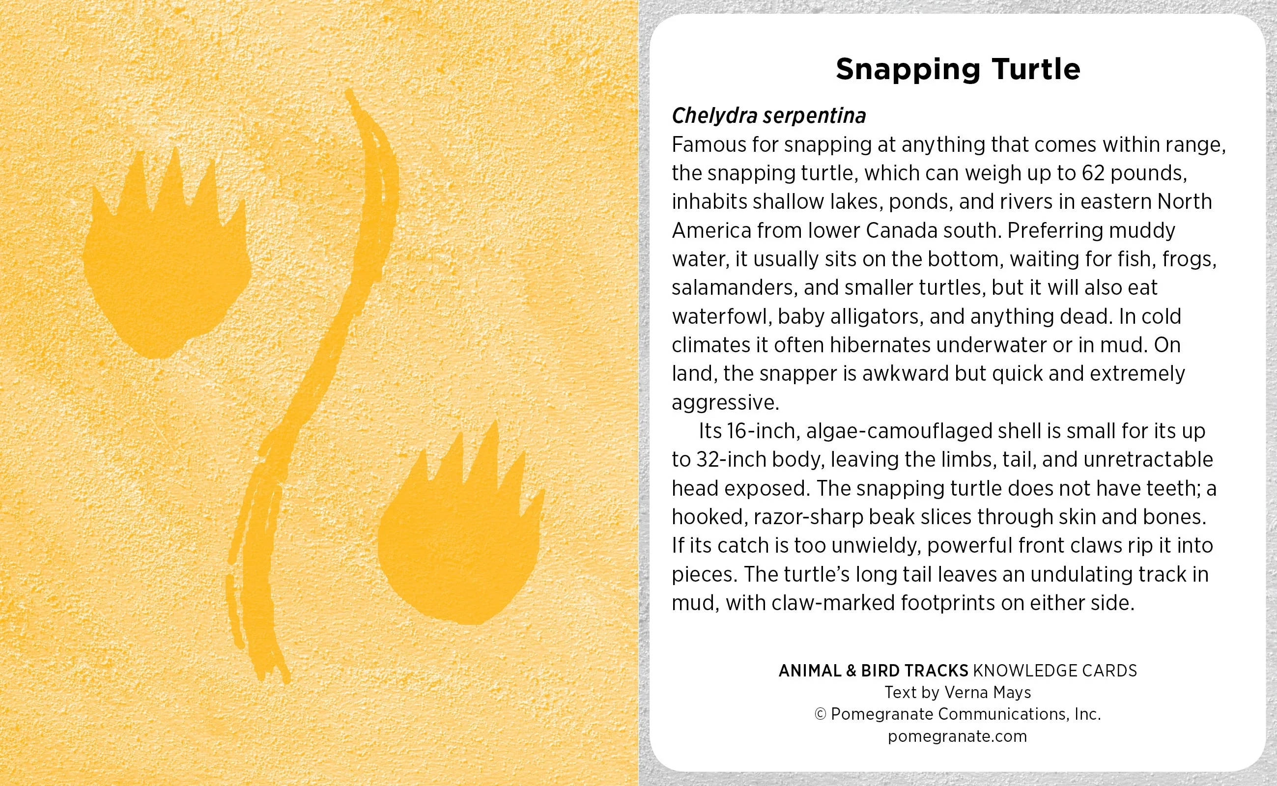 Animal & Bird Tracks: A Handy Reference For the Outdoor Detective Knowledge Cards - Image 5