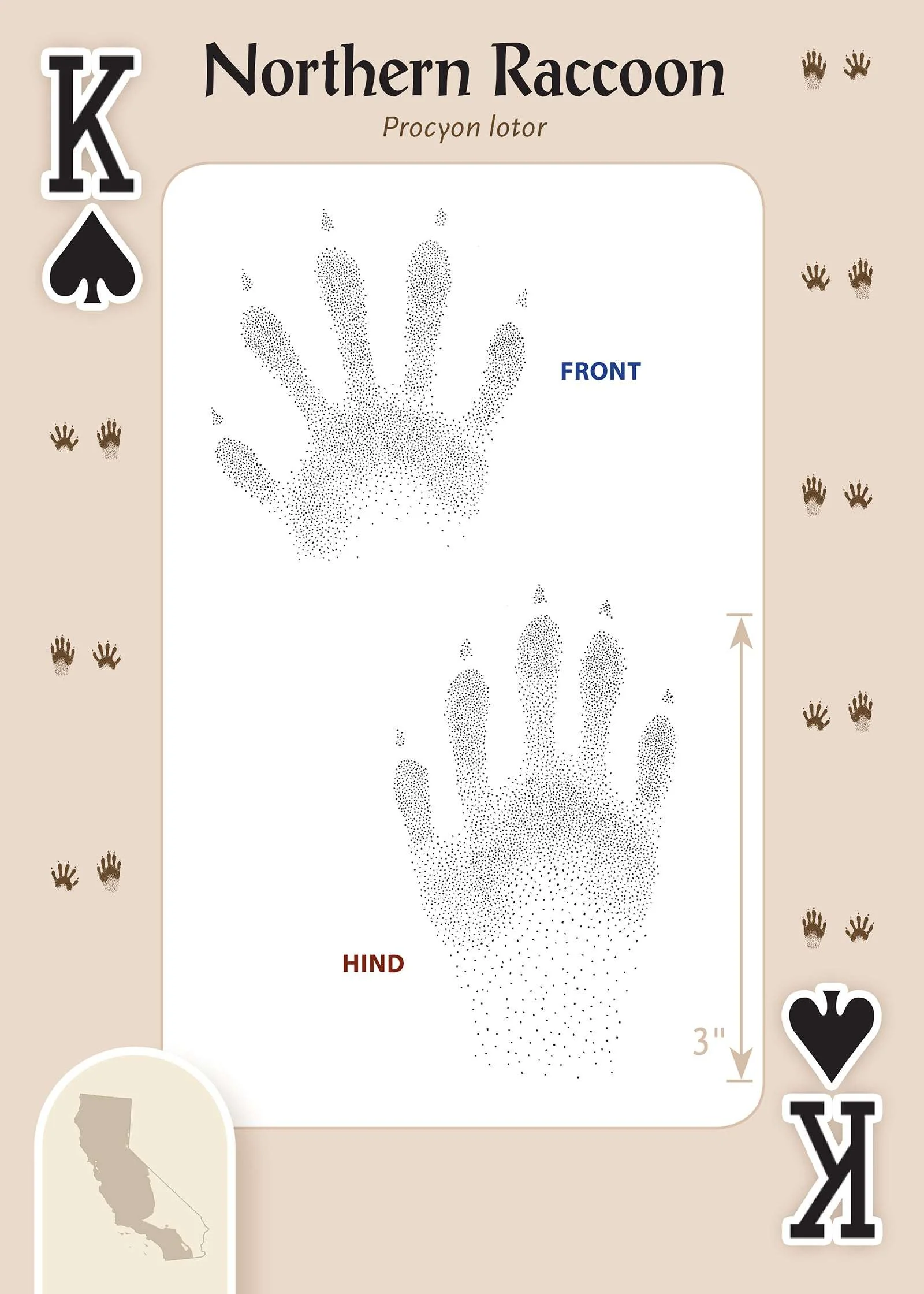 Animal Tracks of California Playing Cards - Image 3