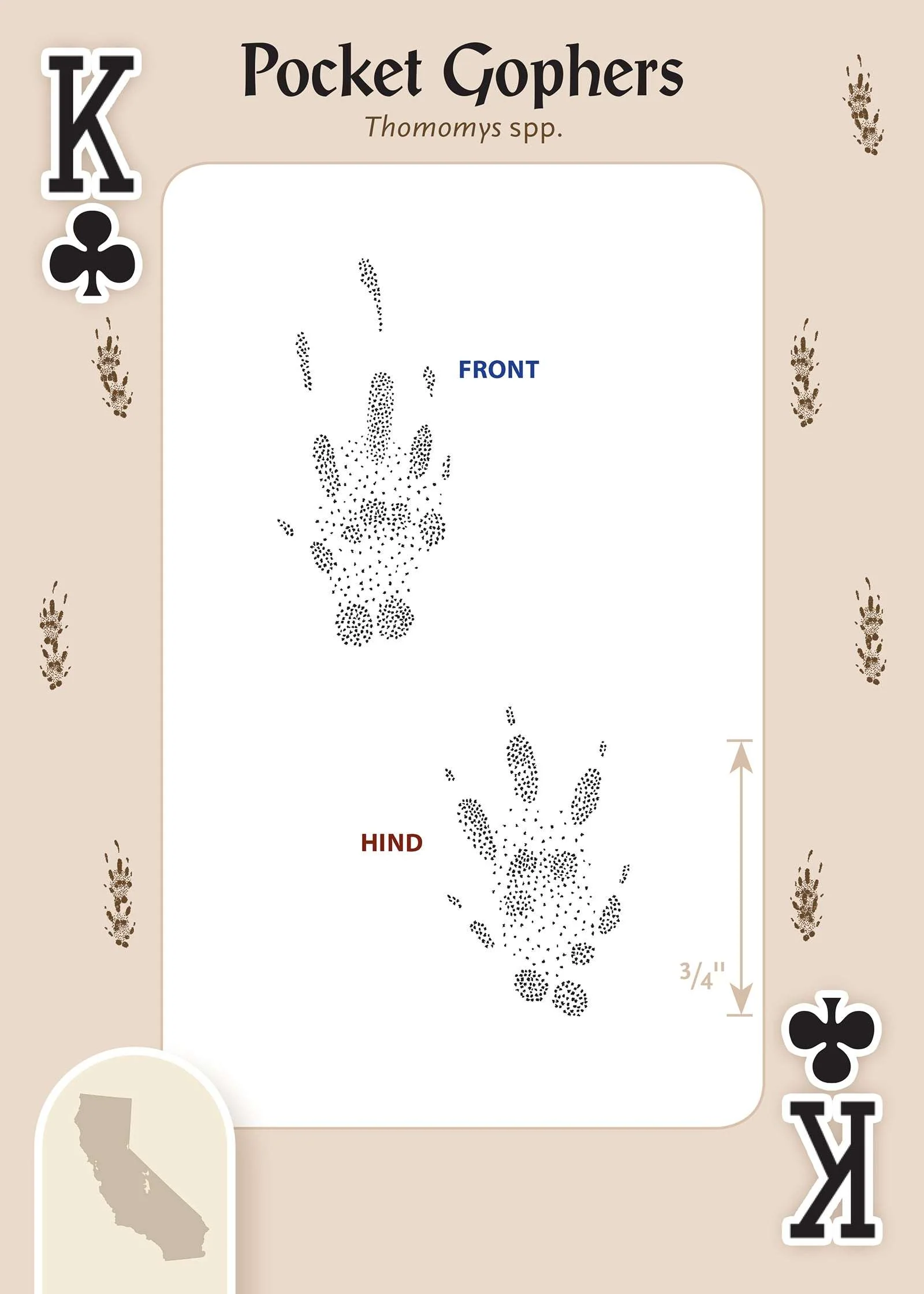 Animal Tracks of California Playing Cards - Image 4