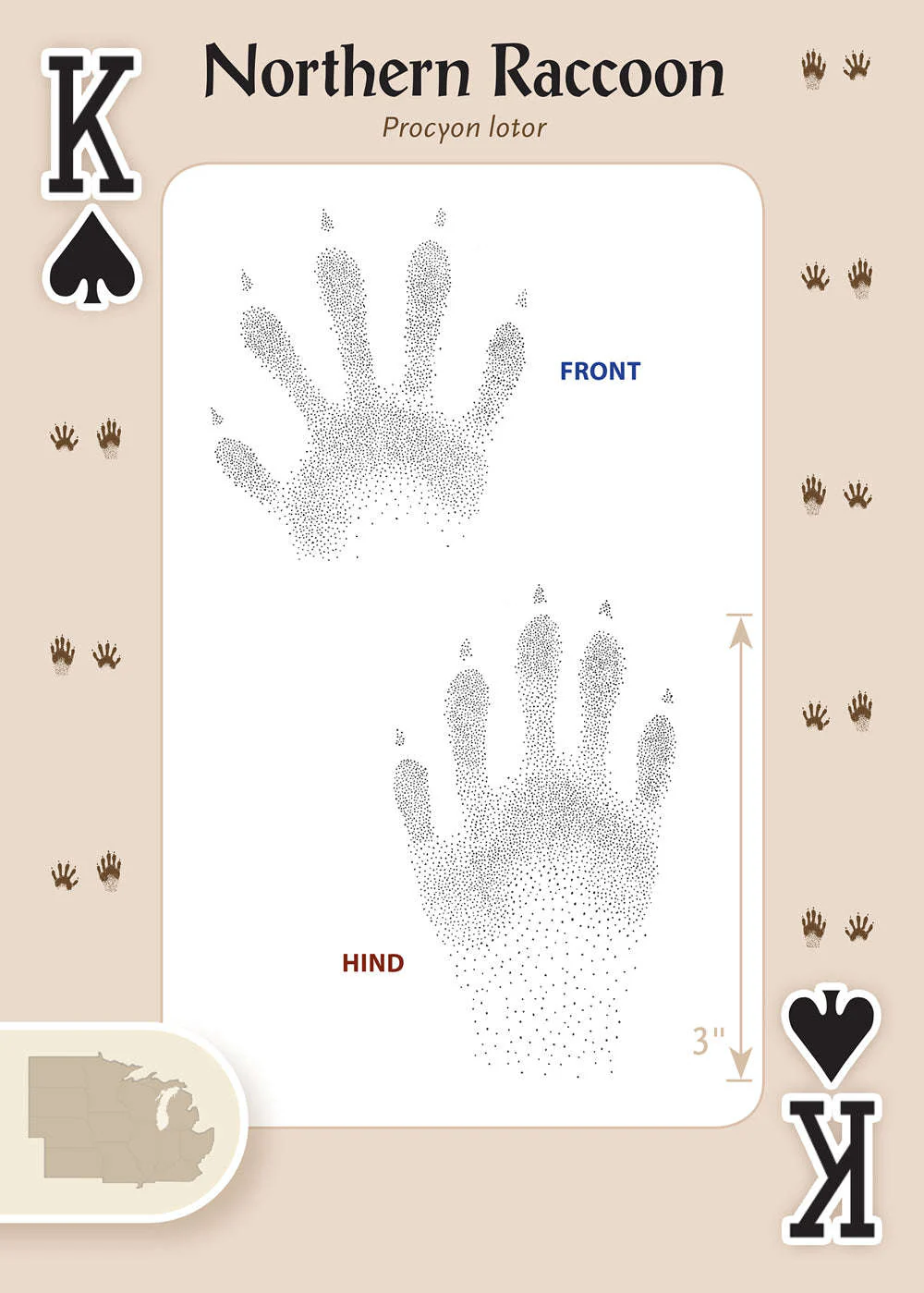 Animal Tracks of the Midwest Playing Cards - Image 3
