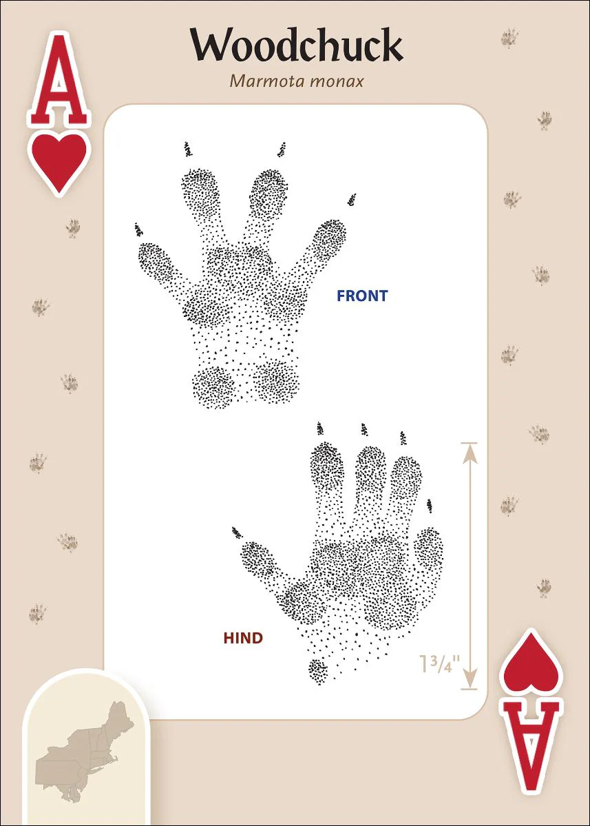 Animal Tracks of the Northeast Playing Cards - Image 2