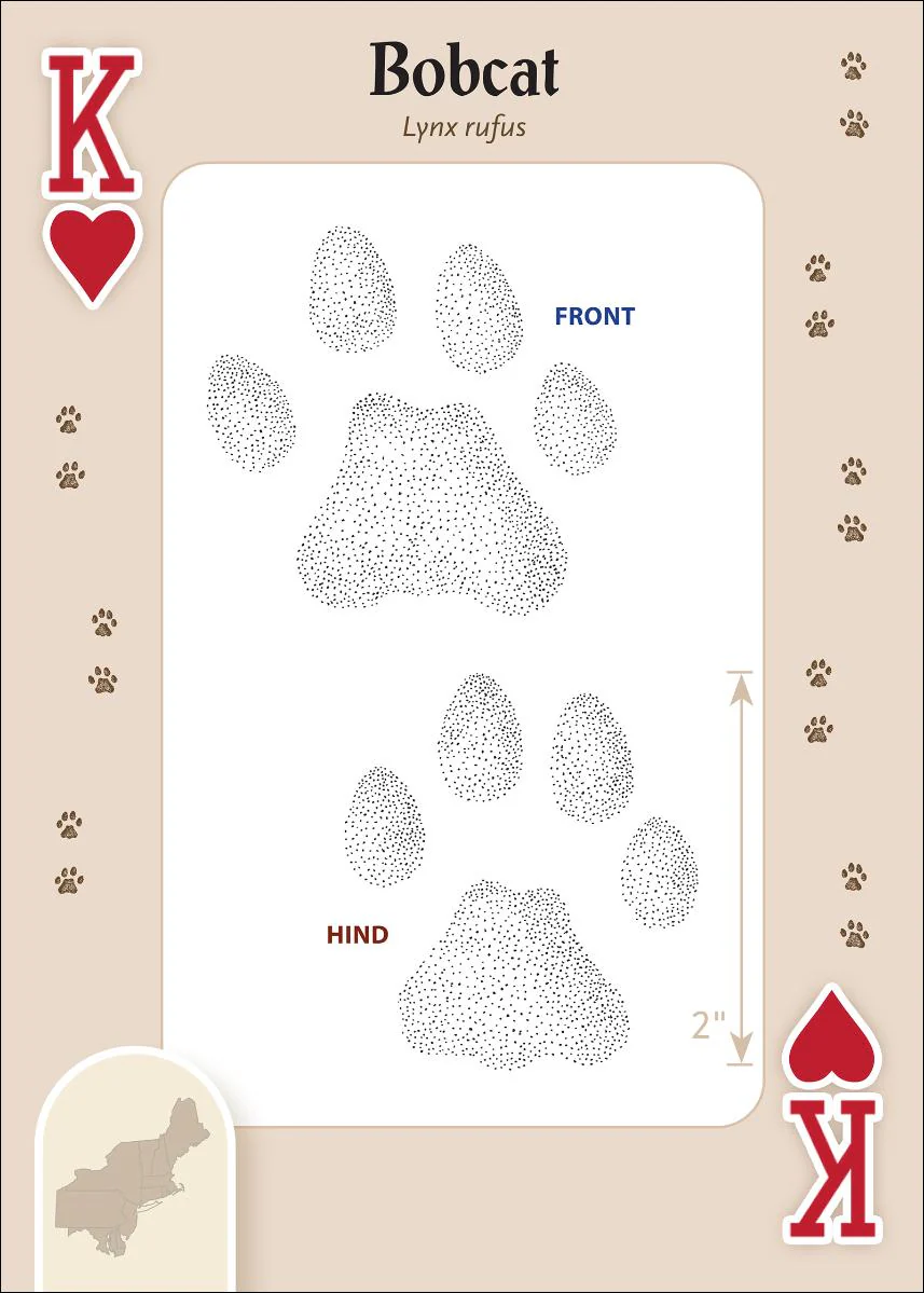 Animal Tracks of the Northeast Playing Cards - Image 3