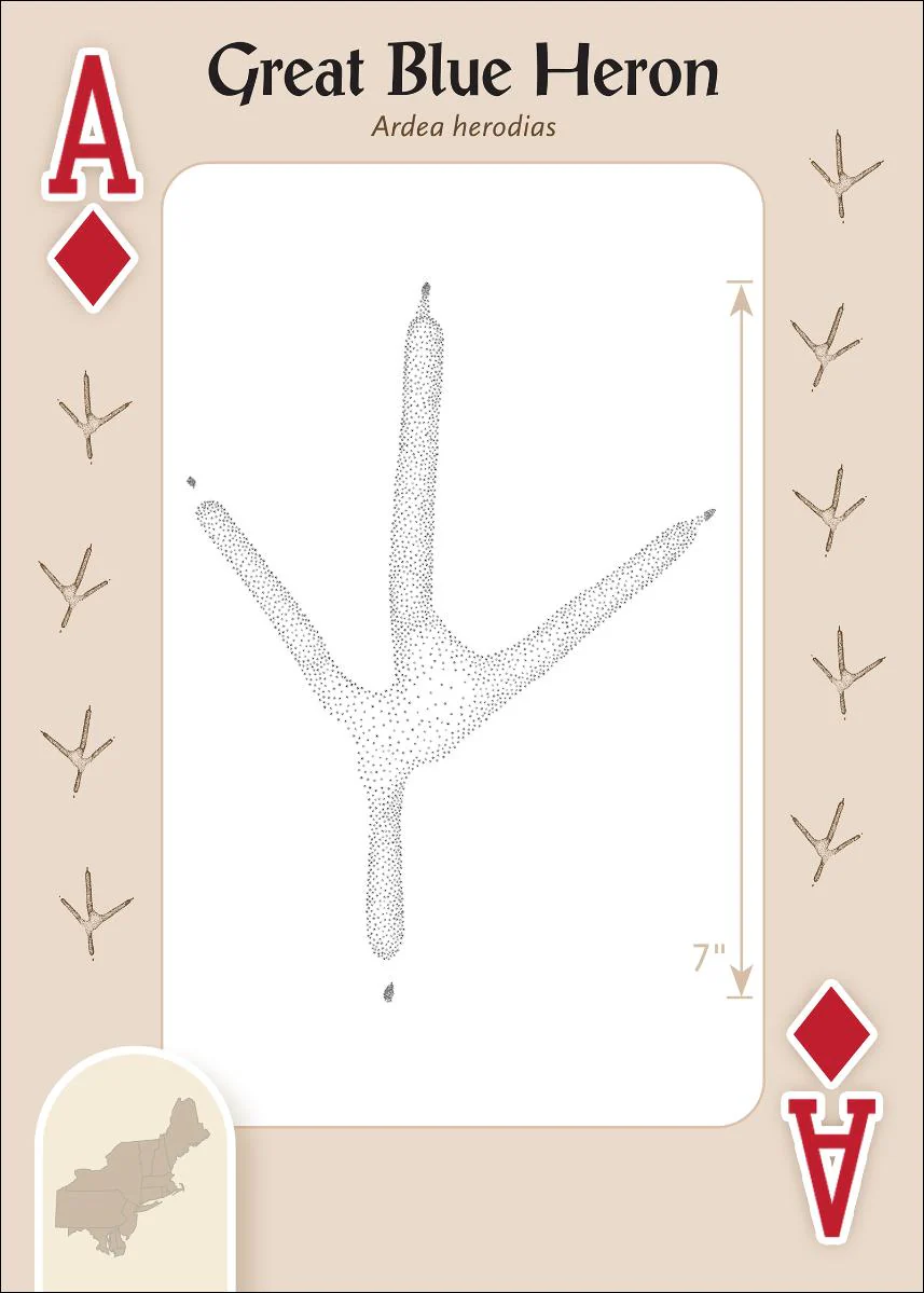 Animal Tracks of the Northeast Playing Cards - Image 4
