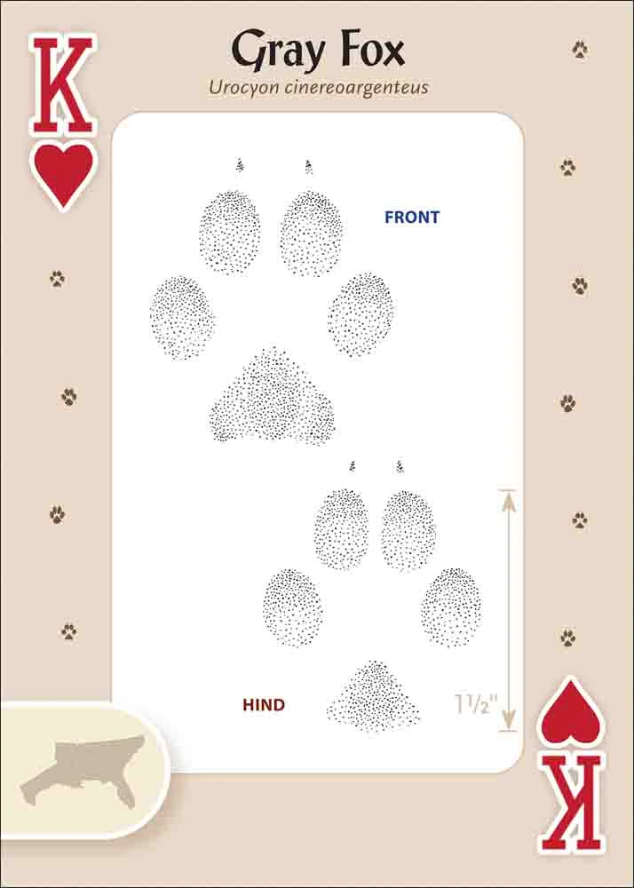 Animal Tracks of the Southeast & Gulf States Playing Cards - Image 3