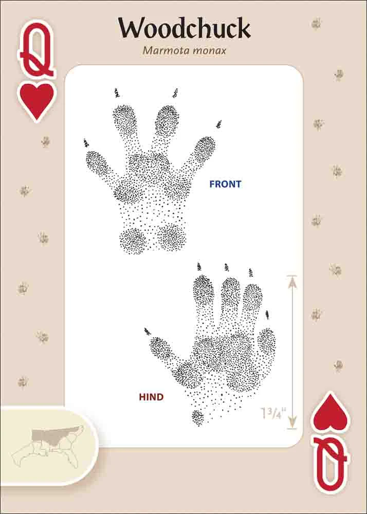 Animal Tracks of the Southeast & Gulf States Playing Cards - Image 4