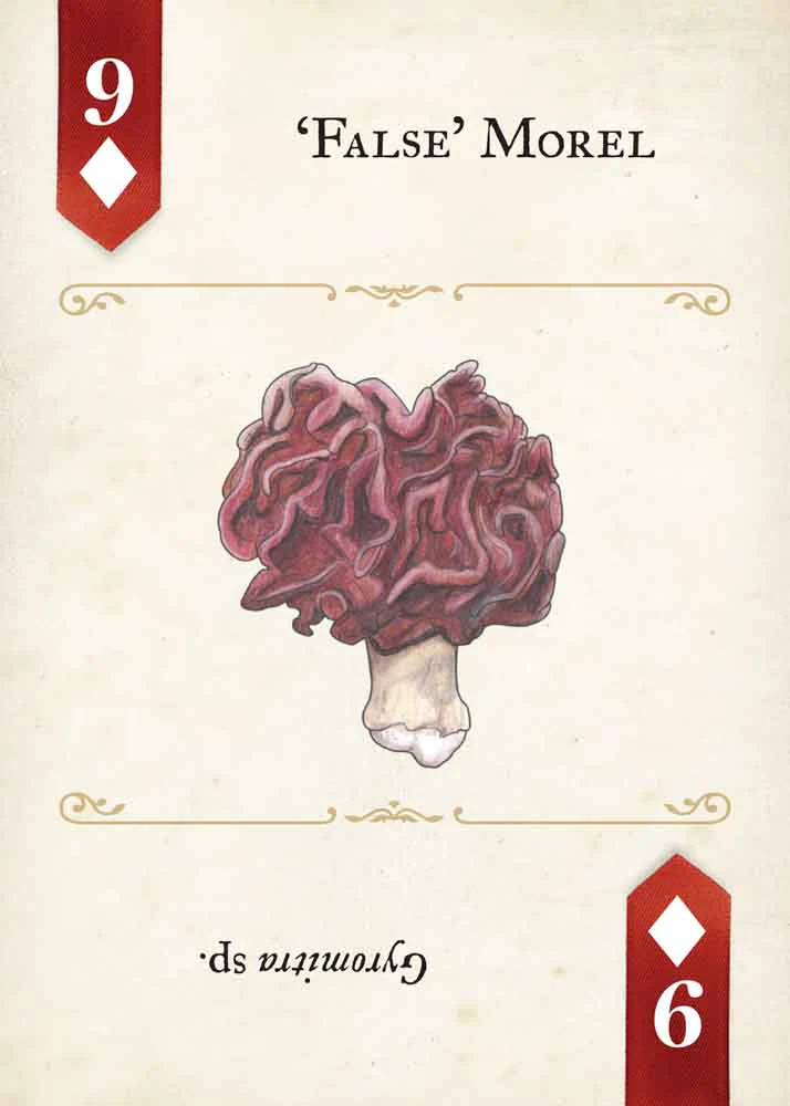 Fungi, Mushrooms & Lichens Playing Cards - Image 3