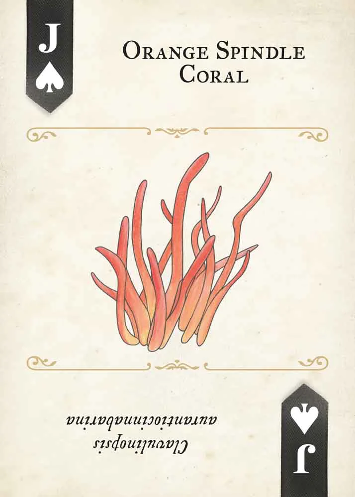 Fungi, Mushrooms & Lichens Playing Cards - Image 4
