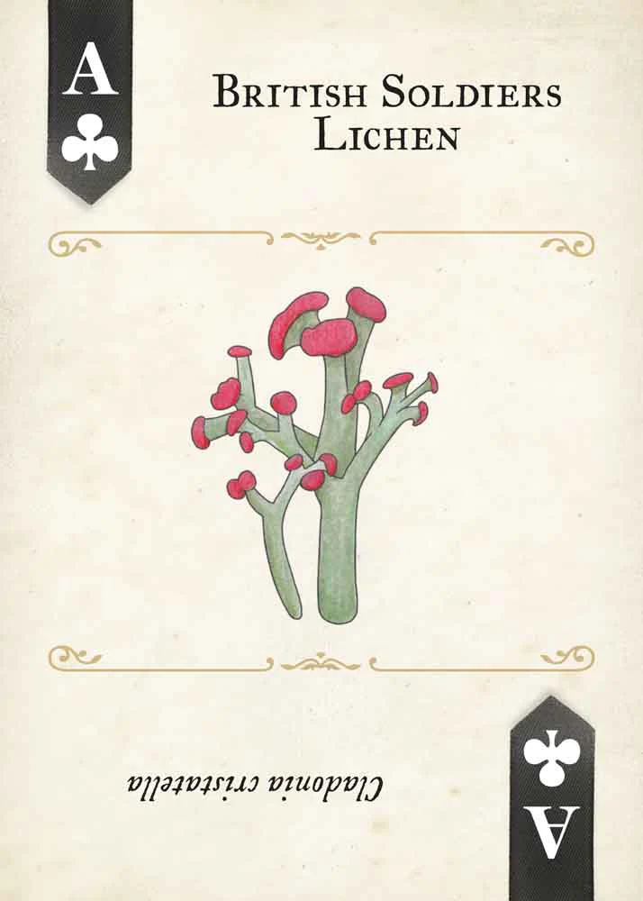 Fungi, Mushrooms & Lichens Playing Cards - Image 5
