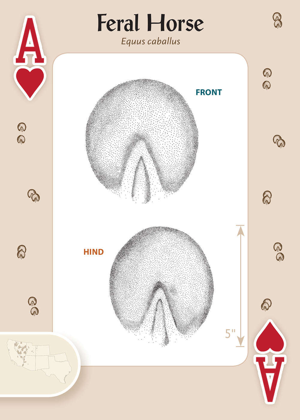 Animal Tracks of the Southwest Playing Cards - Image 2
