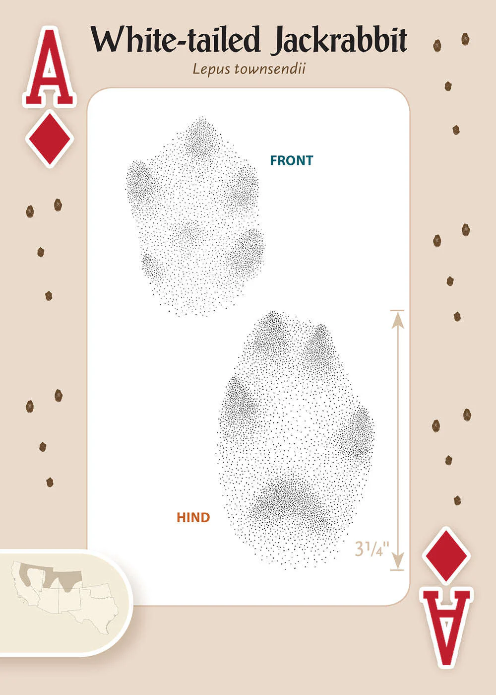 Animal Tracks of the Southwest Playing Cards - Image 4