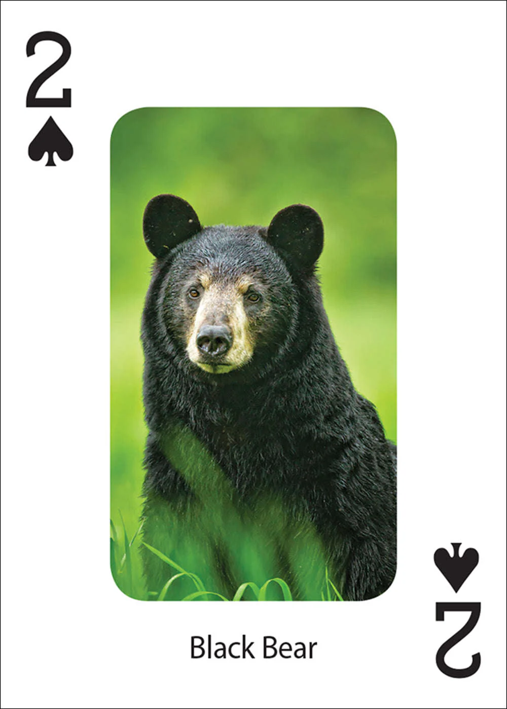 Bears Playing Cards - Image 3
