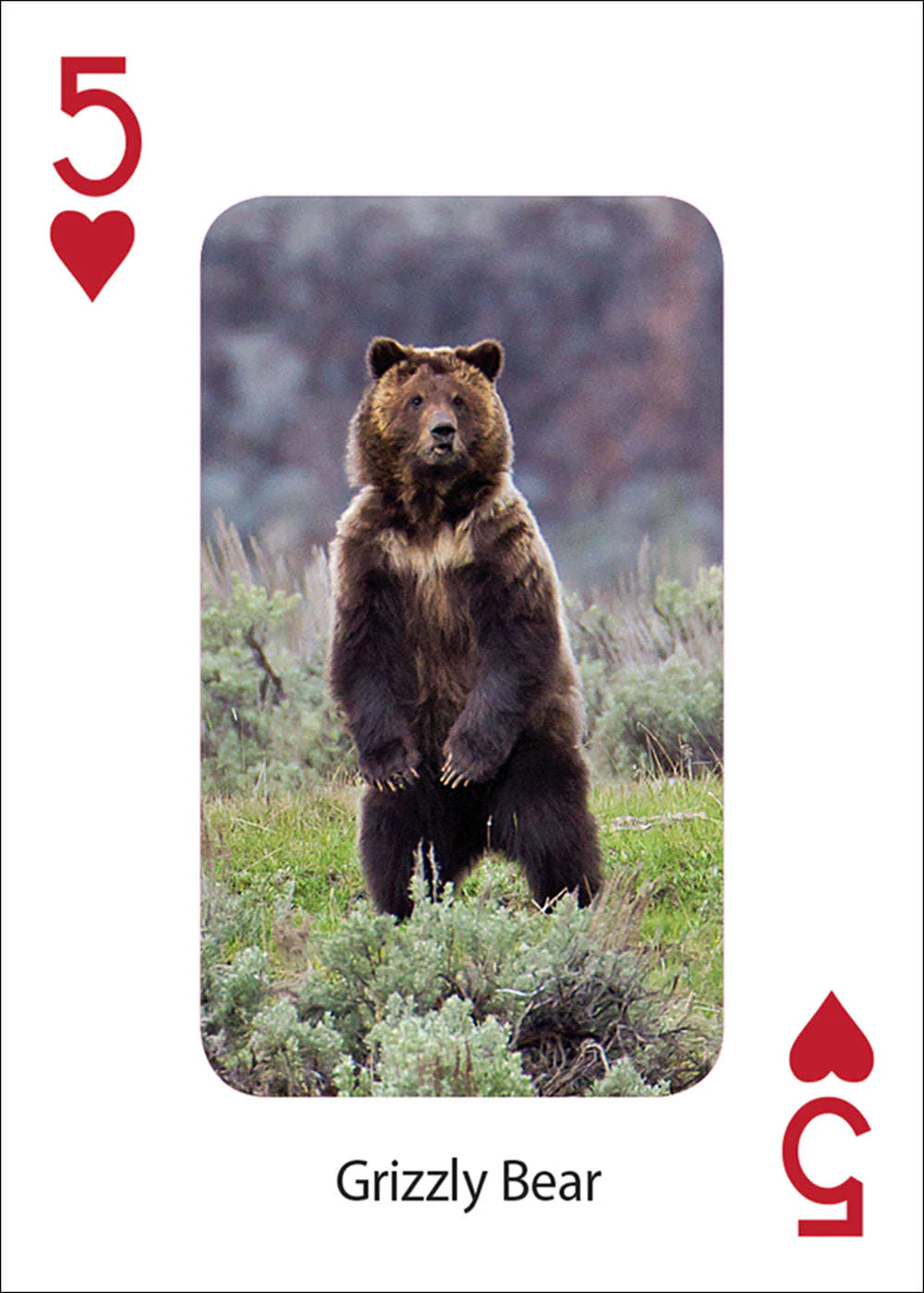 Bears Playing Cards - Image 4