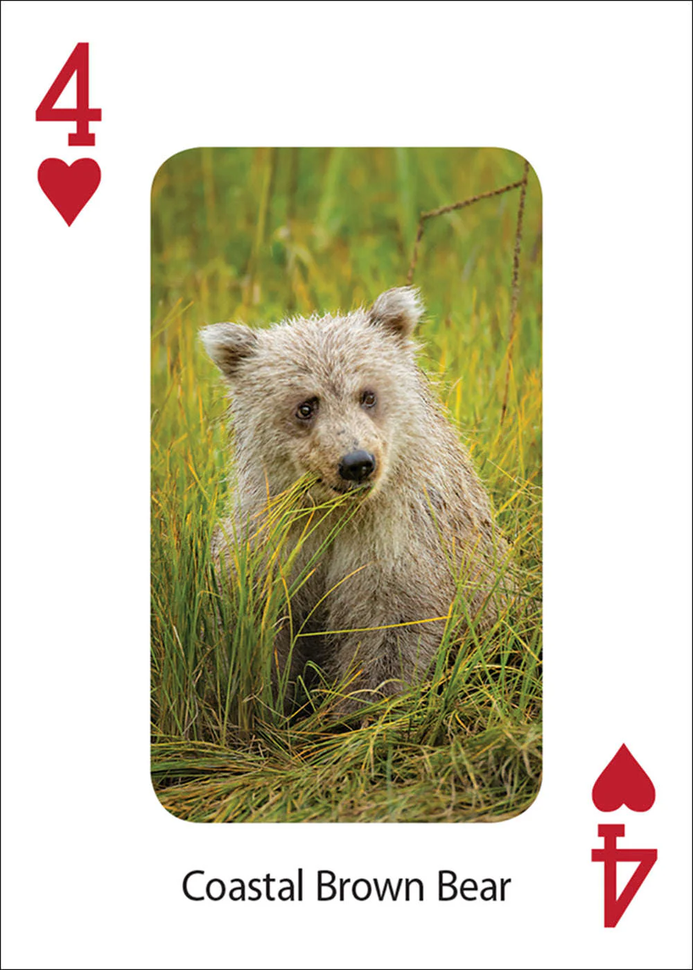 Bears Playing Cards - Image 5