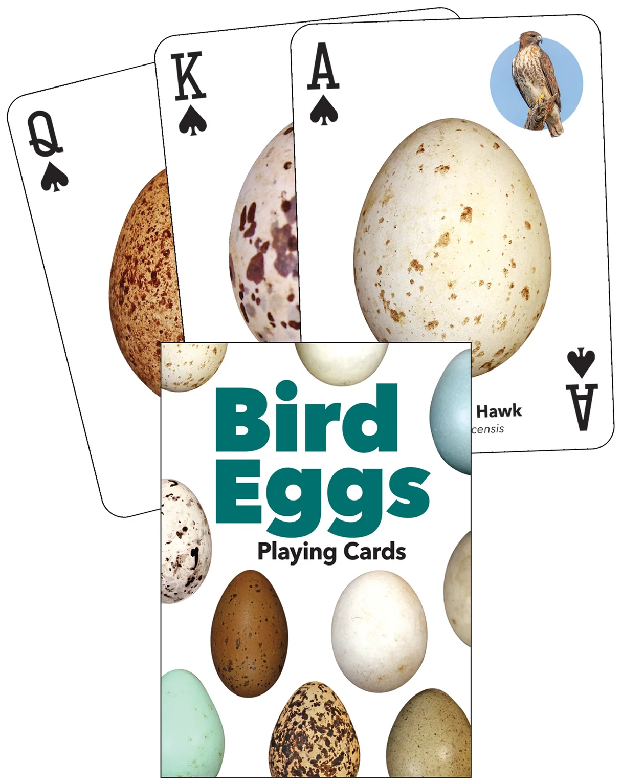 Bird Eggs Playing Cards