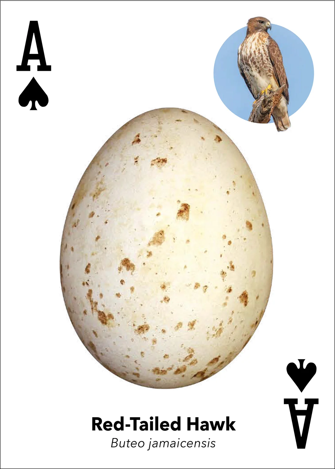 Bird Eggs Playing Cards - Image 10