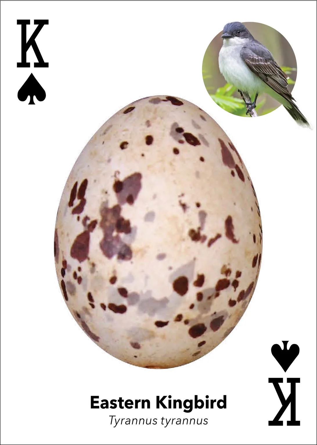 Bird Eggs Playing Cards - Image 11