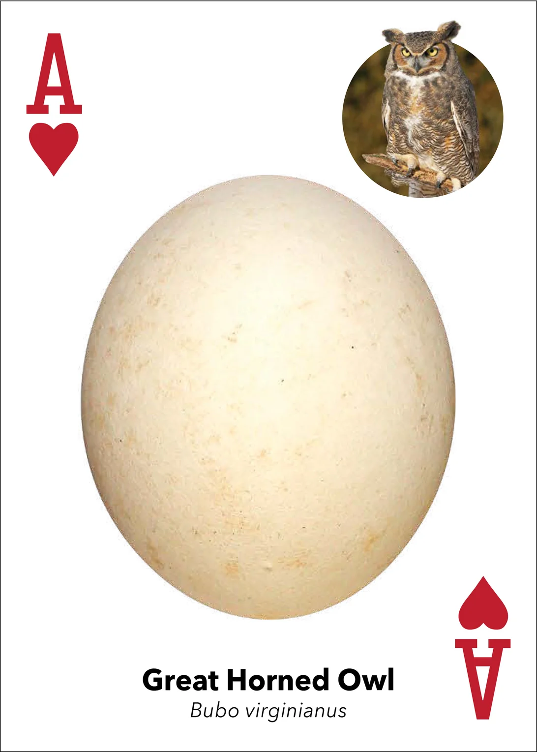 Bird Eggs Playing Cards - Image 12