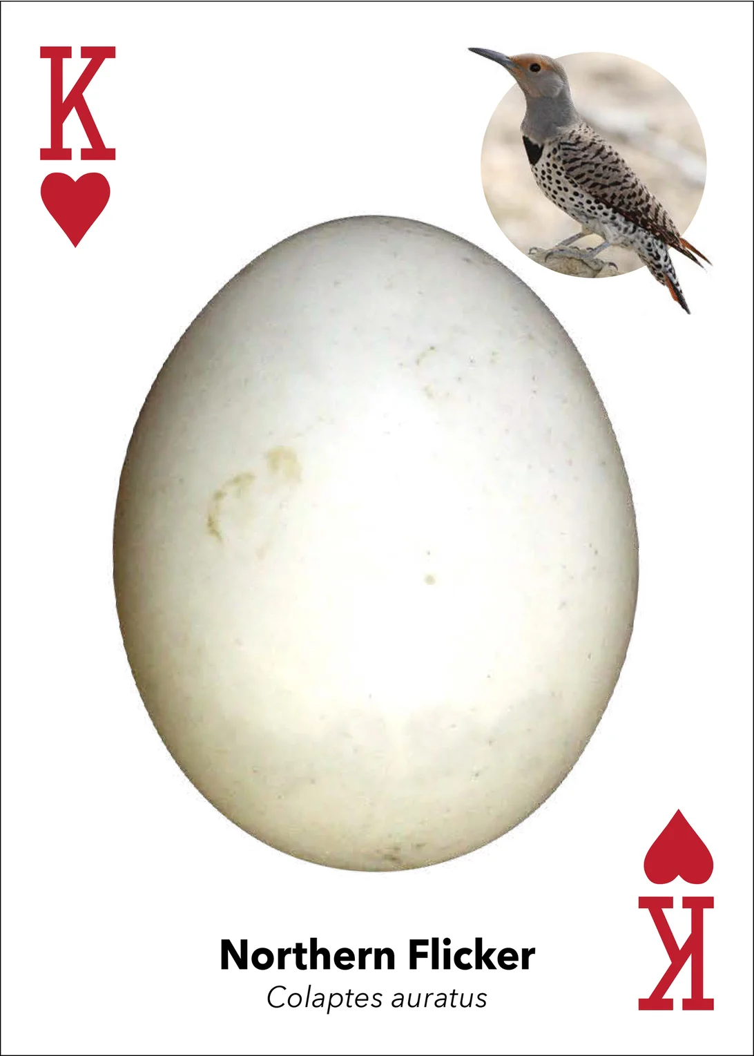 Bird Eggs Playing Cards - Image 13