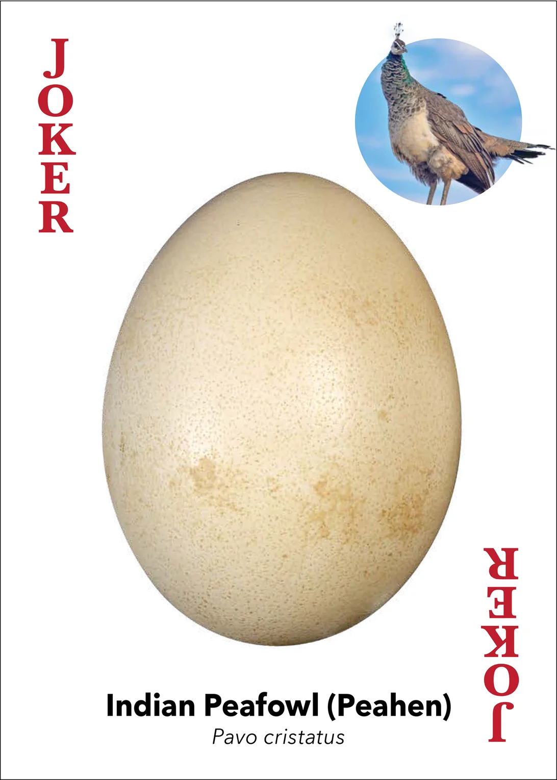 Bird Eggs Playing Cards - Image 15