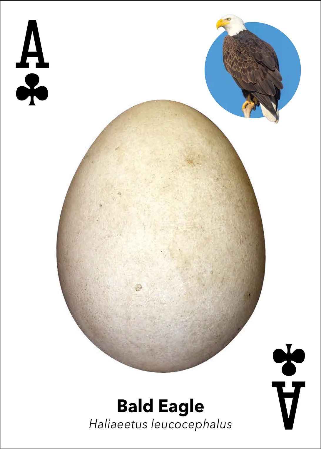 Bird Eggs Playing Cards - Image 6