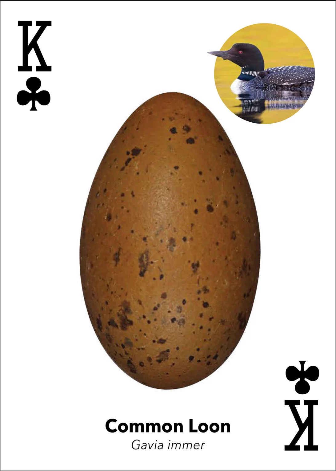 Bird Eggs Playing Cards - Image 7