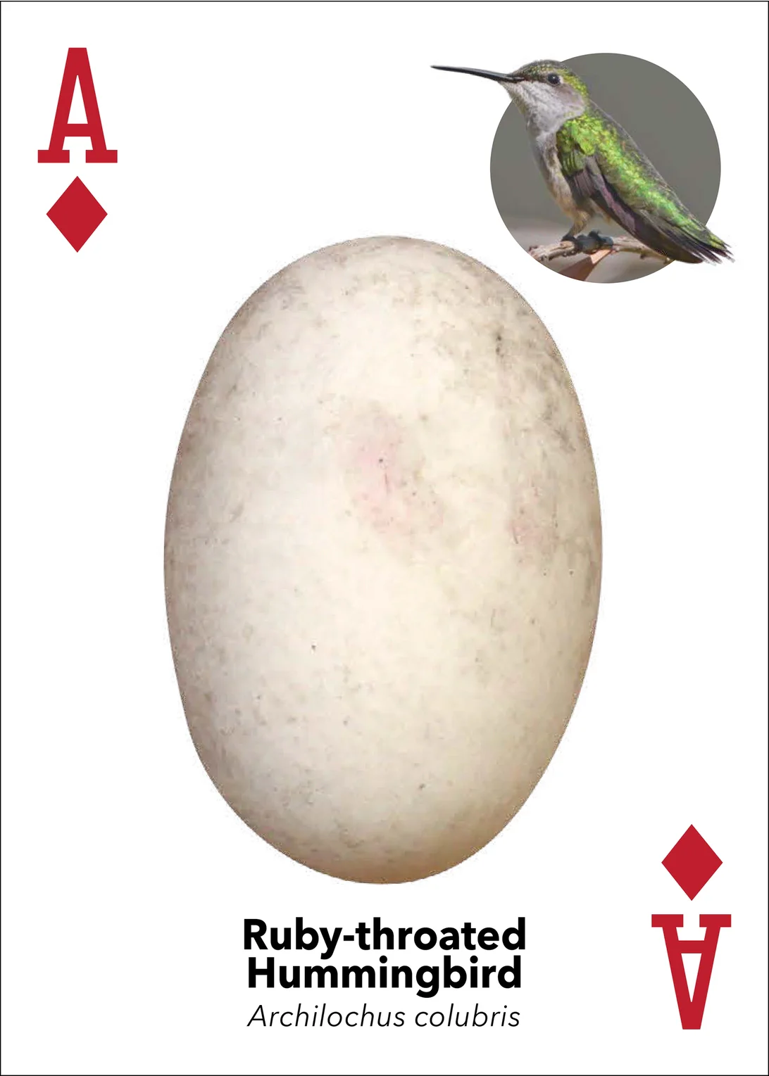 Bird Eggs Playing Cards - Image 8