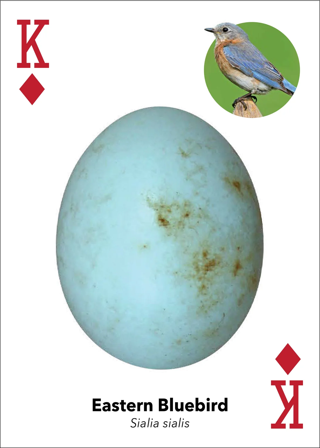 Bird Eggs Playing Cards - Image 9