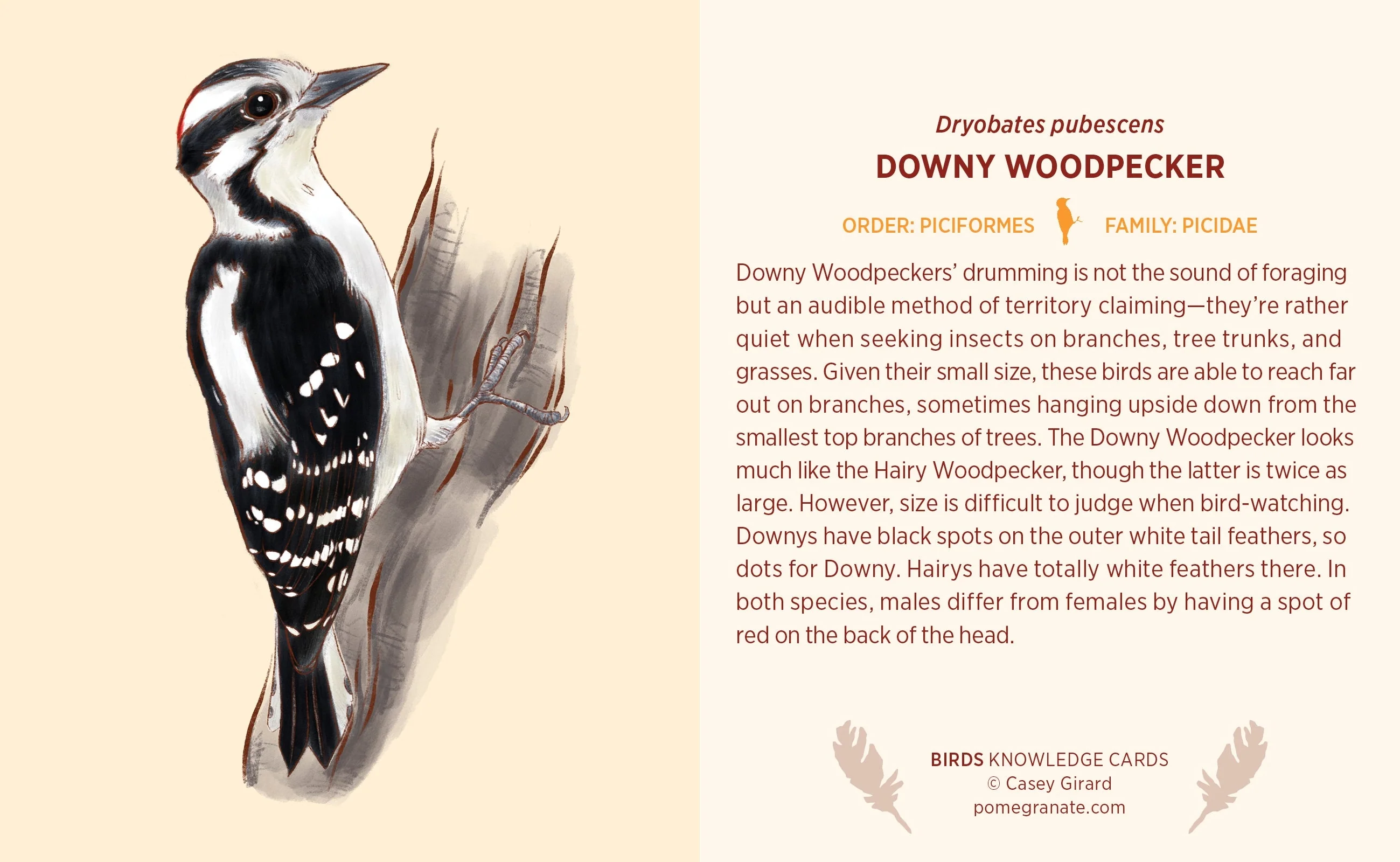 Birds Knowledge Cards - Image 2