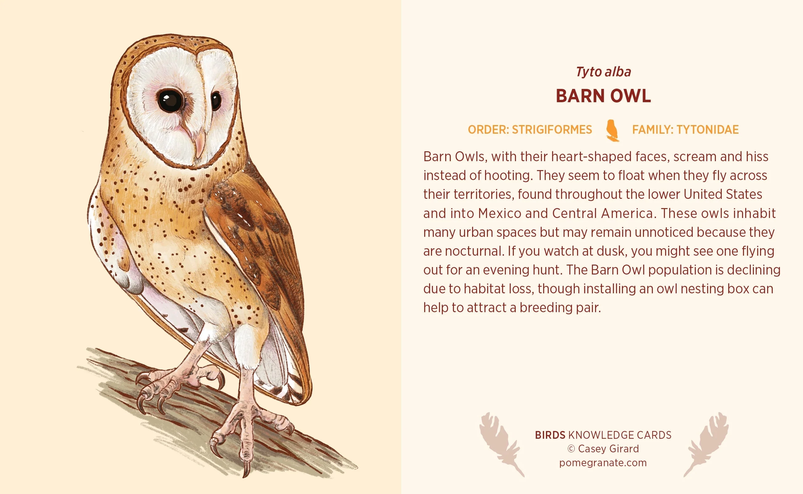 Birds Knowledge Cards - Image 4