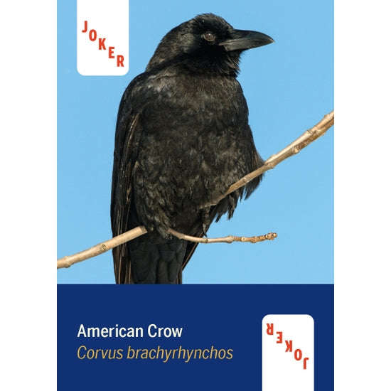 Birds of North America Playing Cards - Image 2