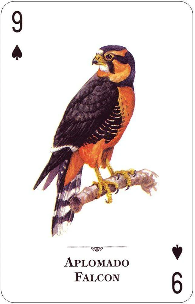 Birds of Prey of the Natural World Playing Cards USGS - Image 2