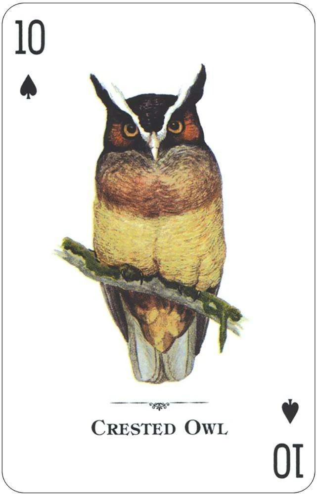 Birds of Prey of the Natural World Playing Cards USGS - Image 4