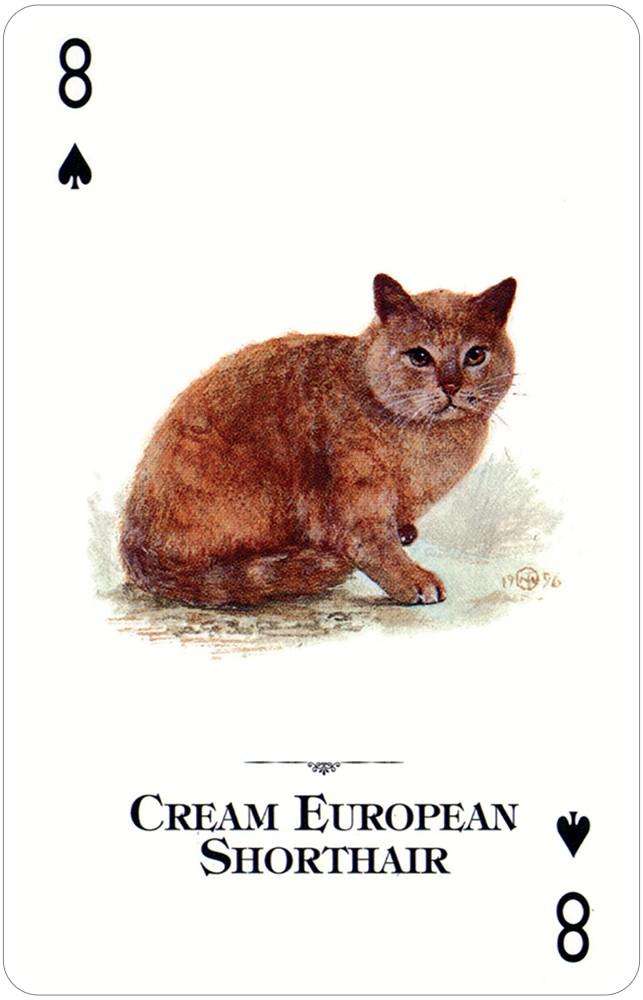 Cats of the Natural World Playing Cards USGS - Image 3