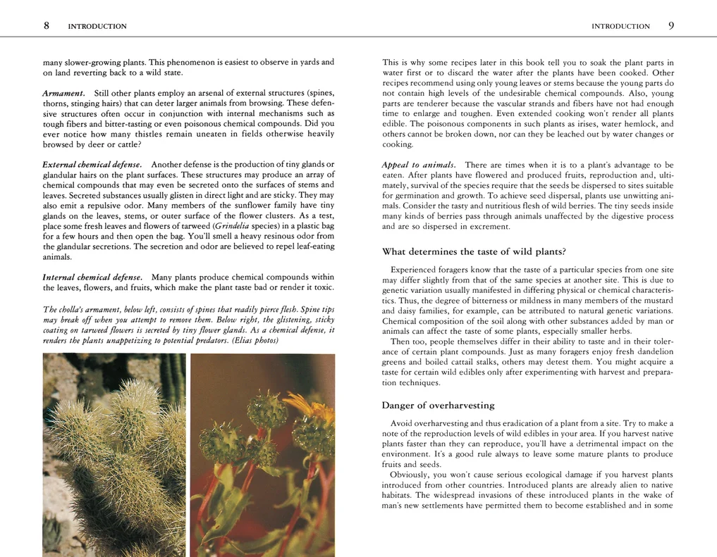 Edible Wild Plants: A North American Field Guide - Image 4