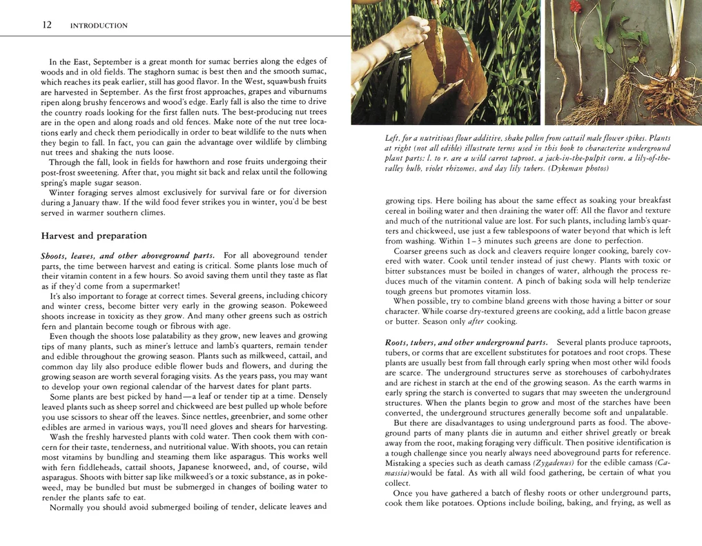 Edible Wild Plants: A North American Field Guide - Image 6