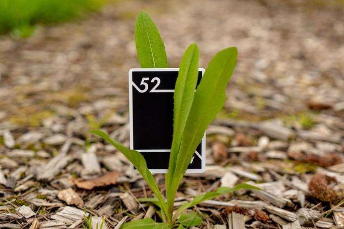 Fifty Two Playing Cards USPCC - Image 3