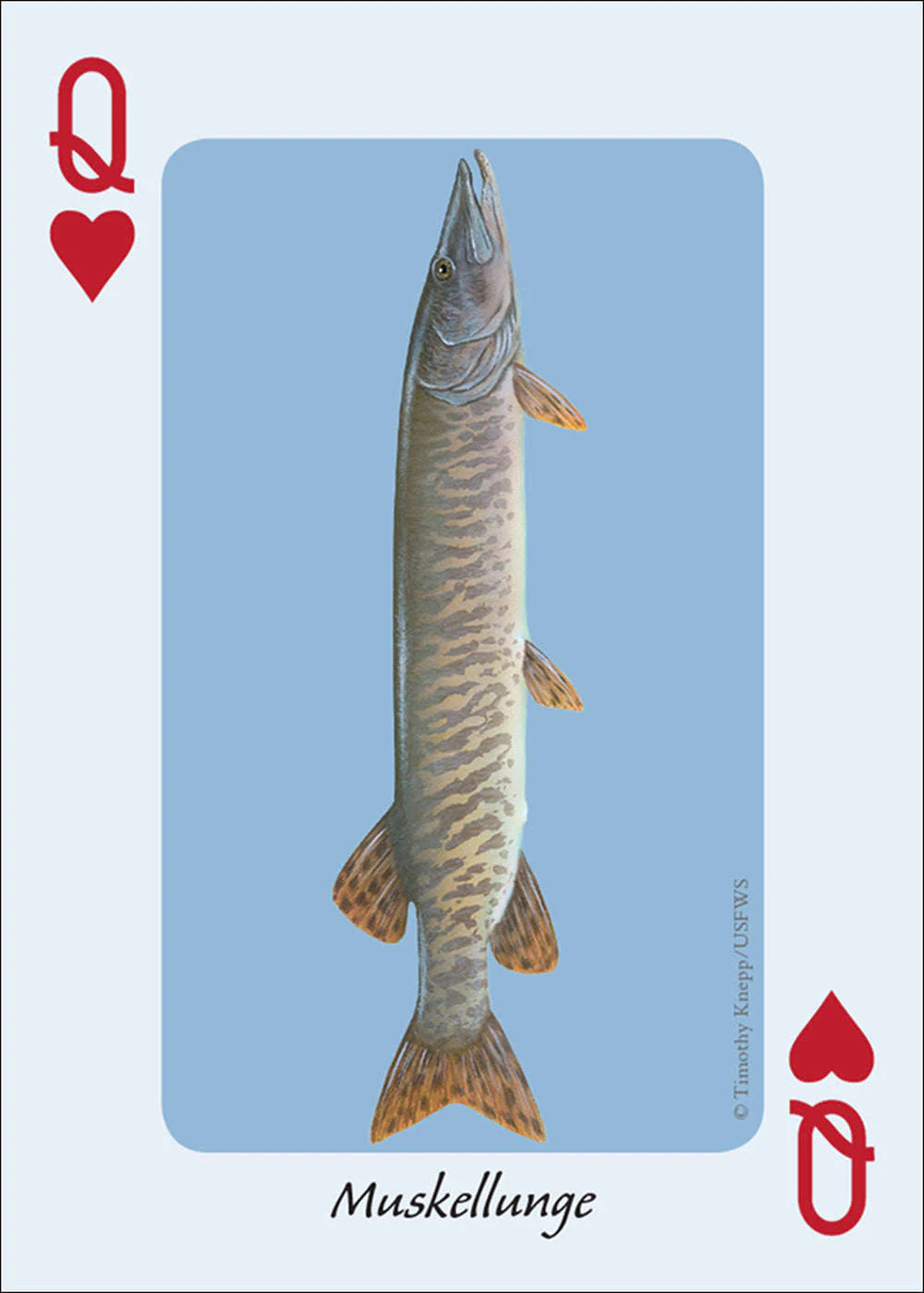 Fish of the Midwest Playing Cards - Image 2