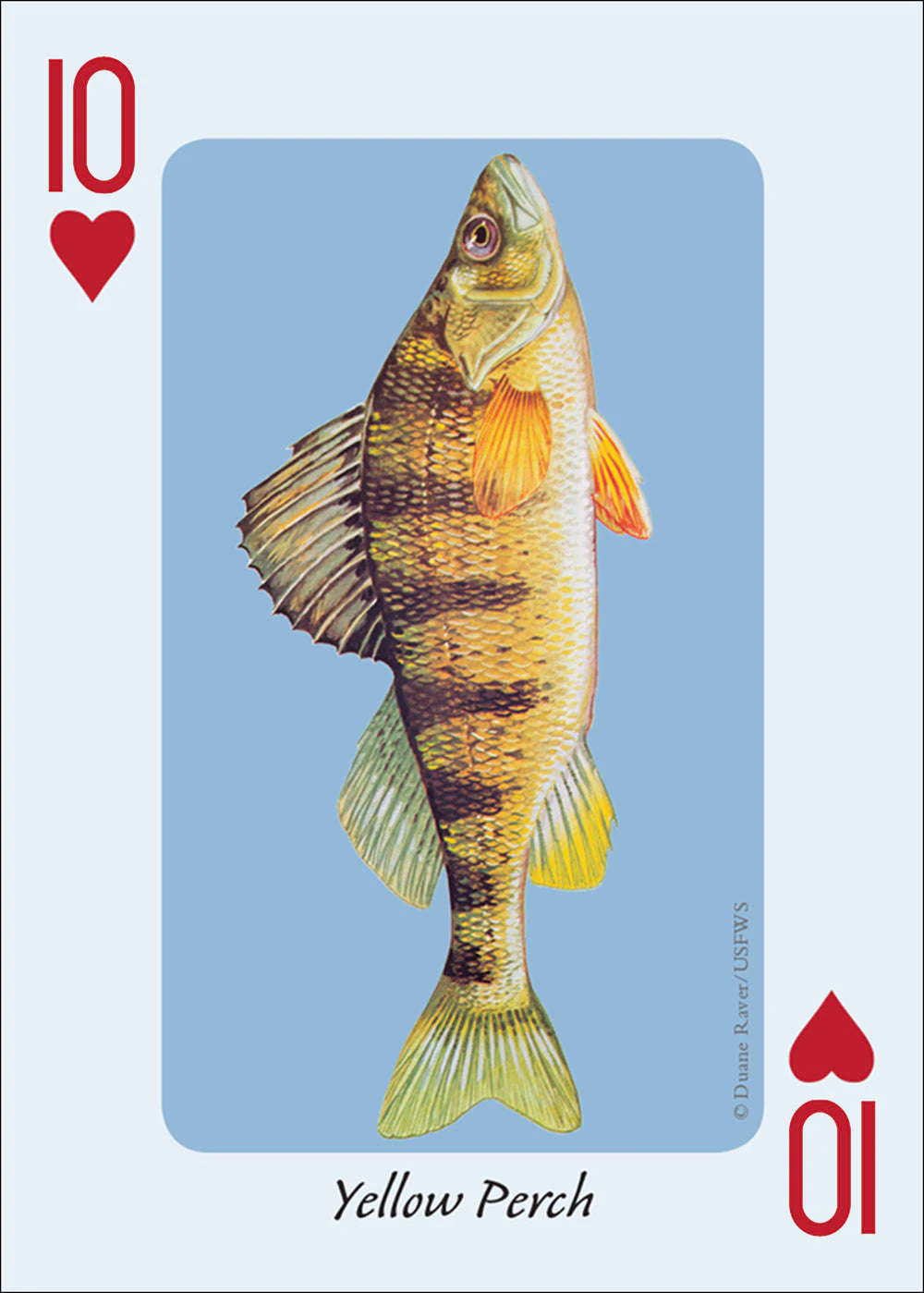 Fish of the Midwest Playing Cards - Image 3