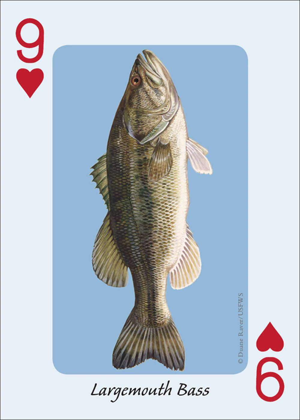 Fish of the Midwest Playing Cards - Image 4