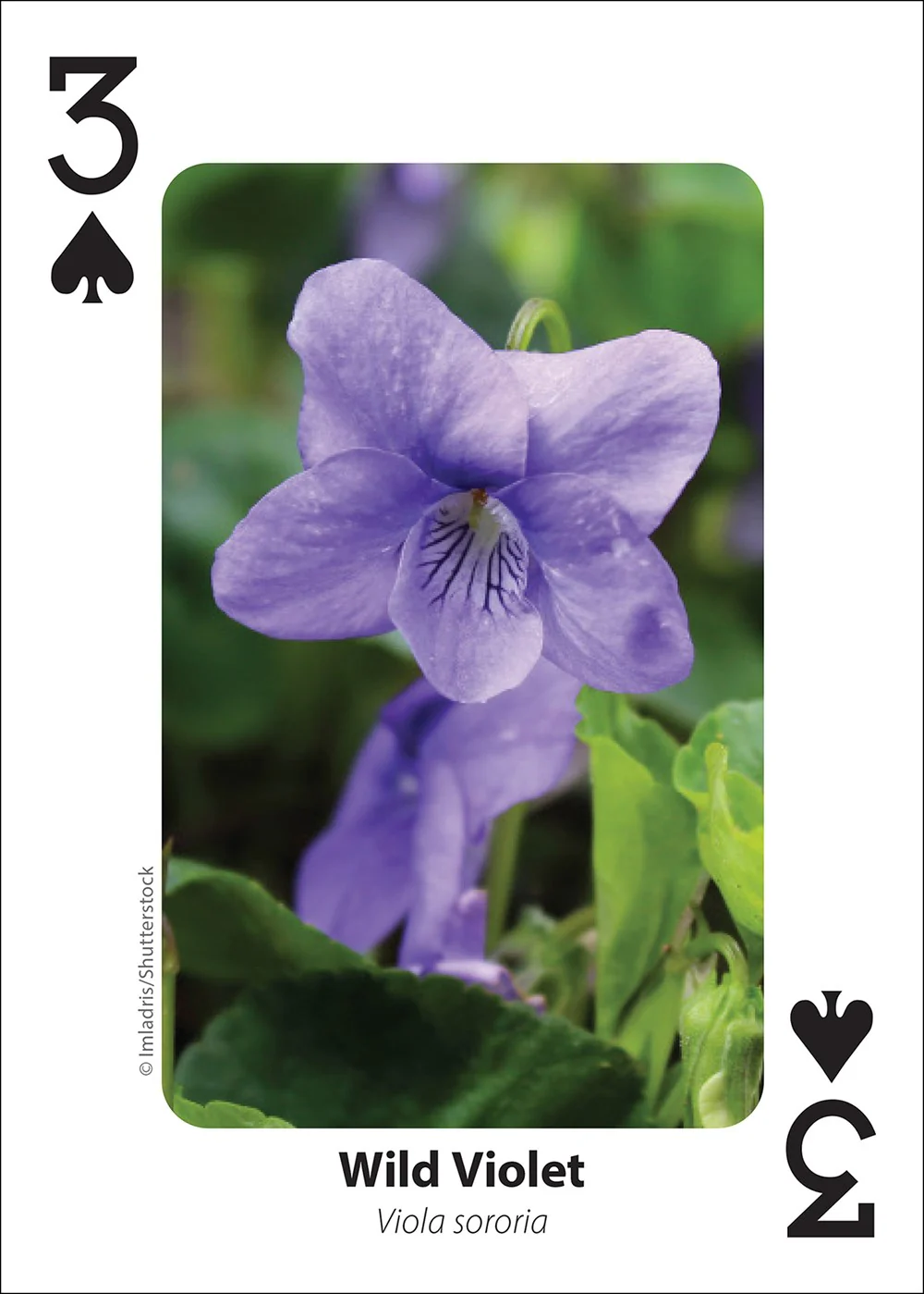 Foraging Playing Cards - Image 3