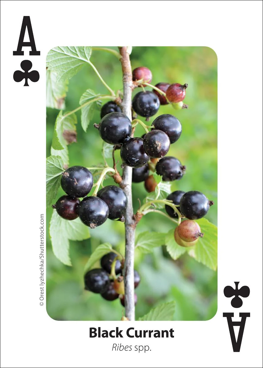 Foraging Playing Cards - Image 4