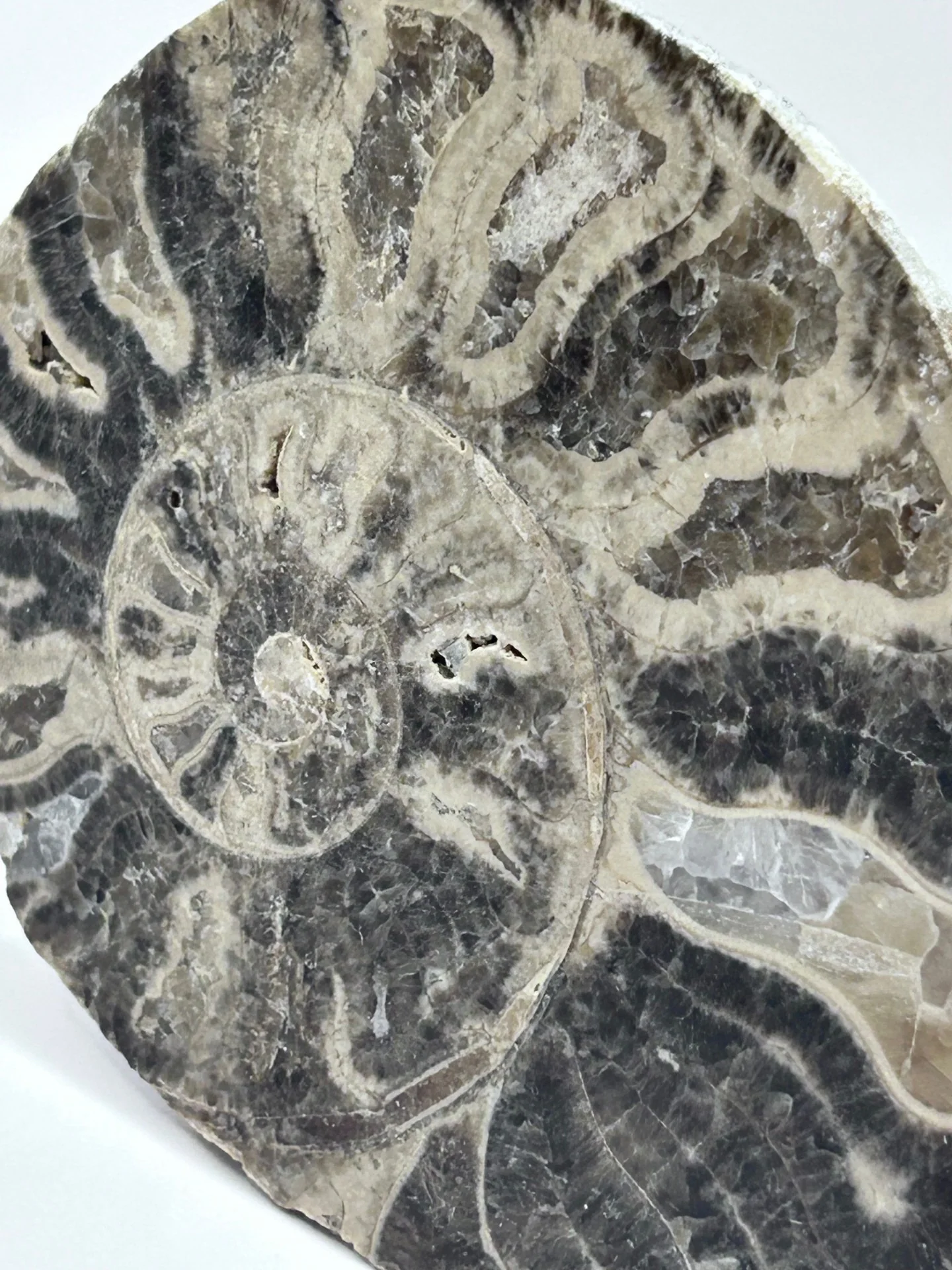 Fossil Ammonite (Choffaticeras) - Image 2