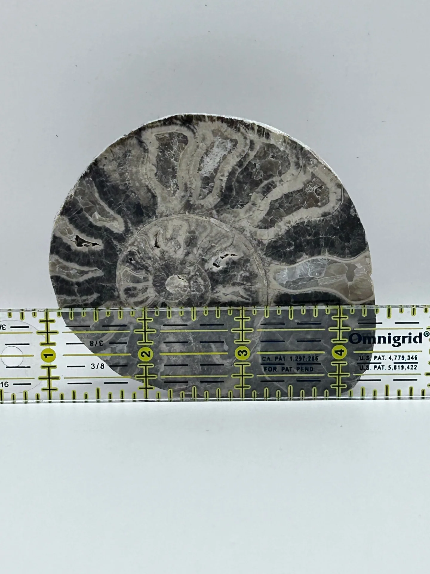 Fossil Ammonite (Choffaticeras) - Image 3