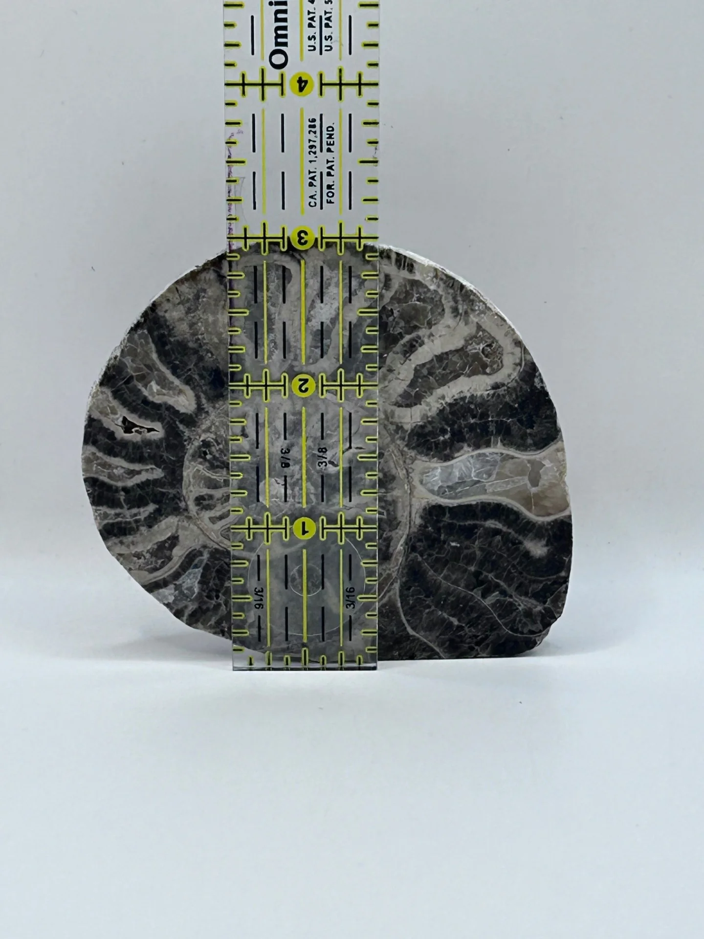 Fossil Ammonite (Choffaticeras) - Image 4