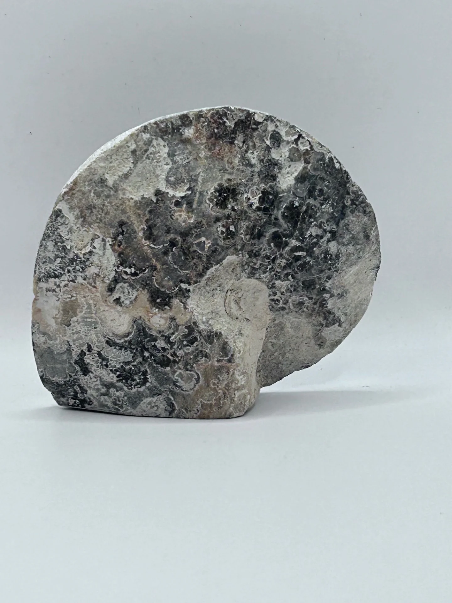 Fossil Ammonite (Choffaticeras) - Image 5