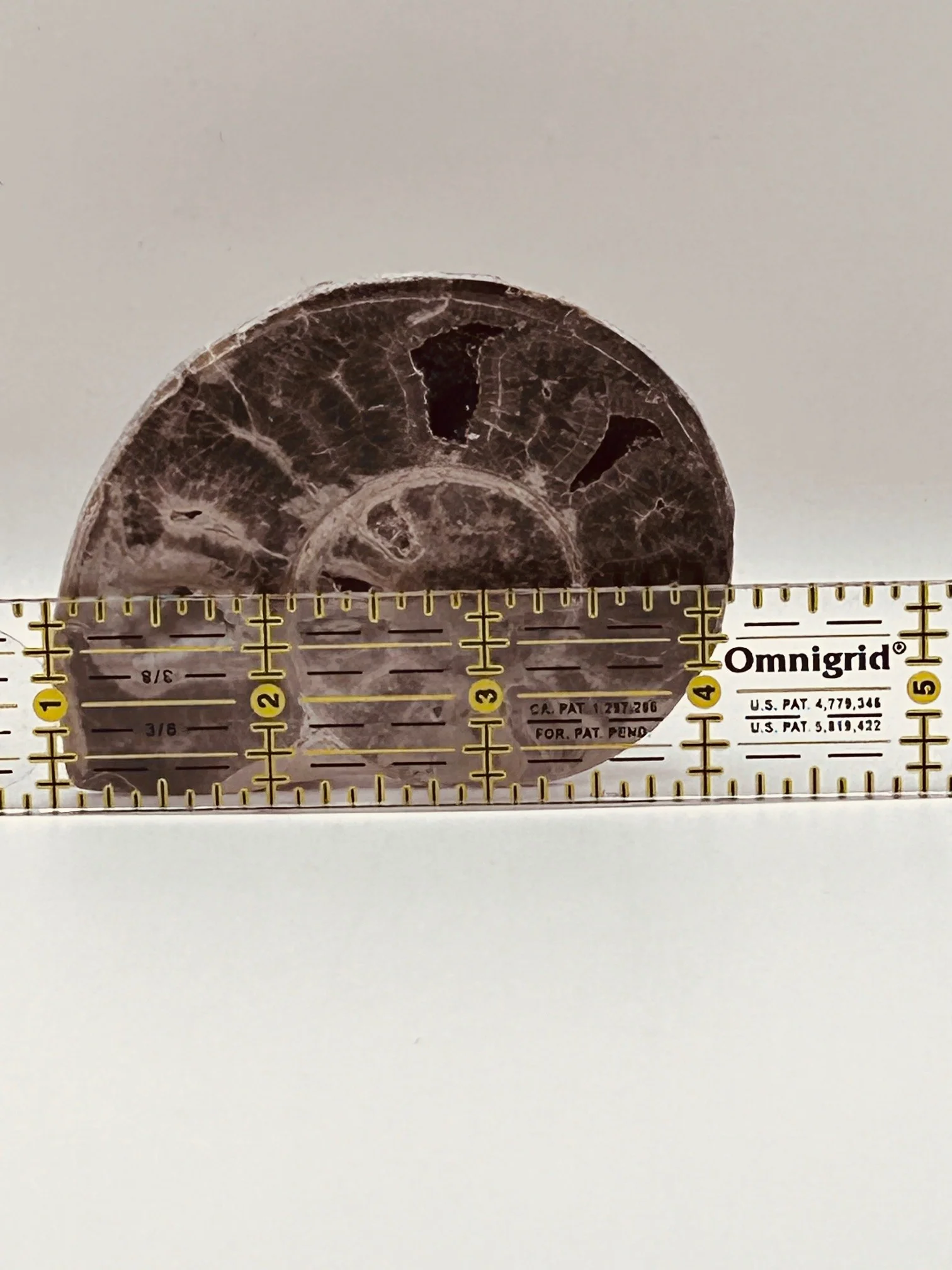 Fossil Ammonite (Choffaticeras) - Image 5
