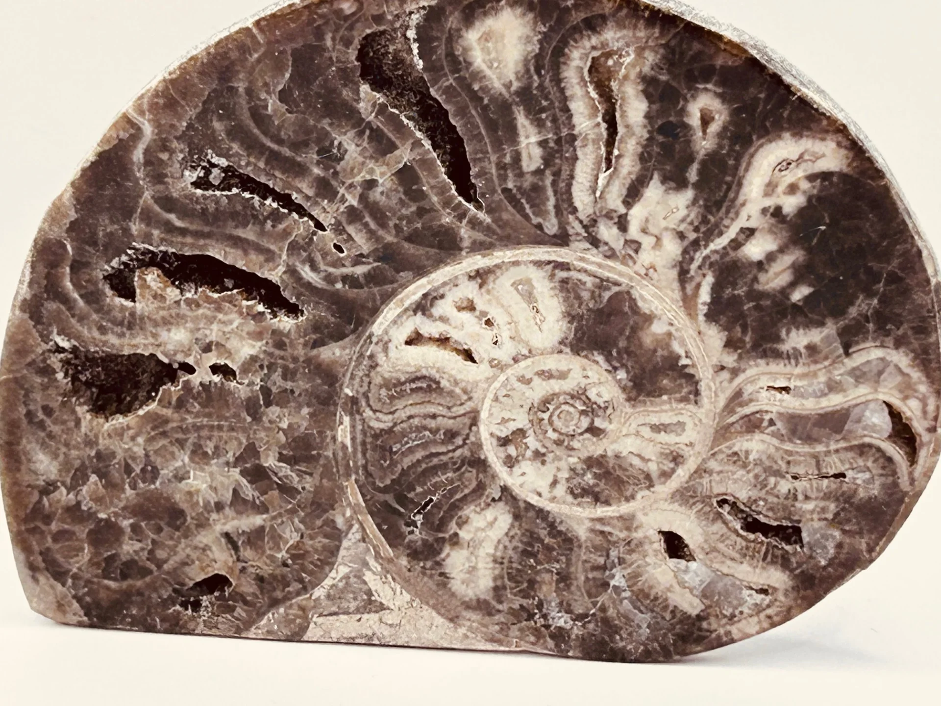 Fossil Ammonite (Choffaticeras) - Image 2