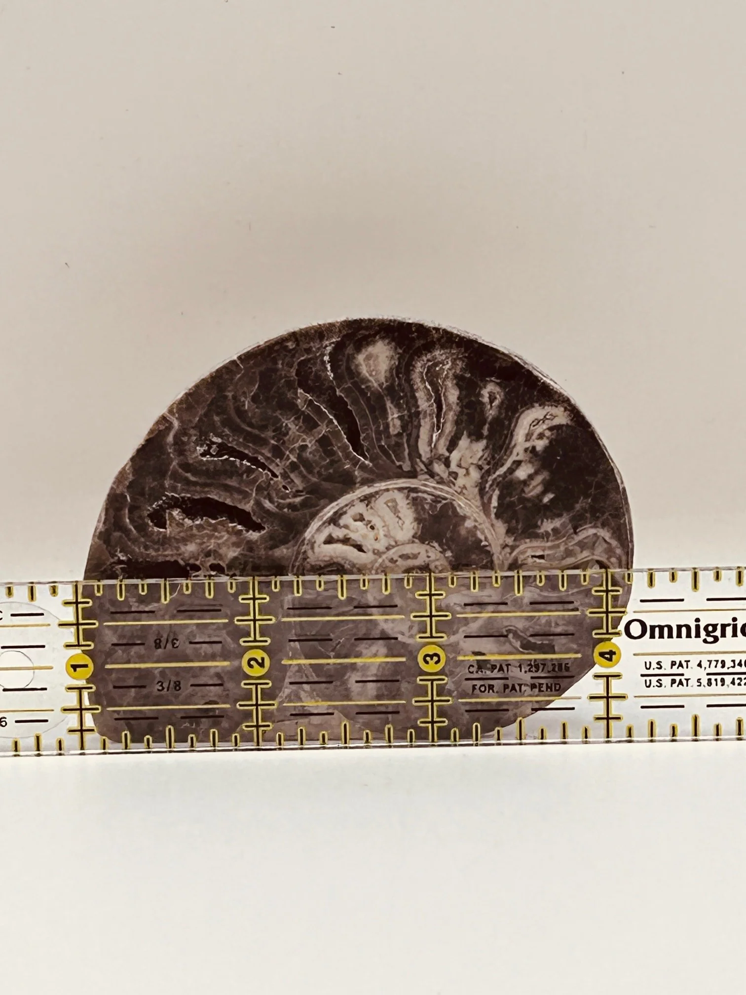 Fossil Ammonite (Choffaticeras) - Image 3