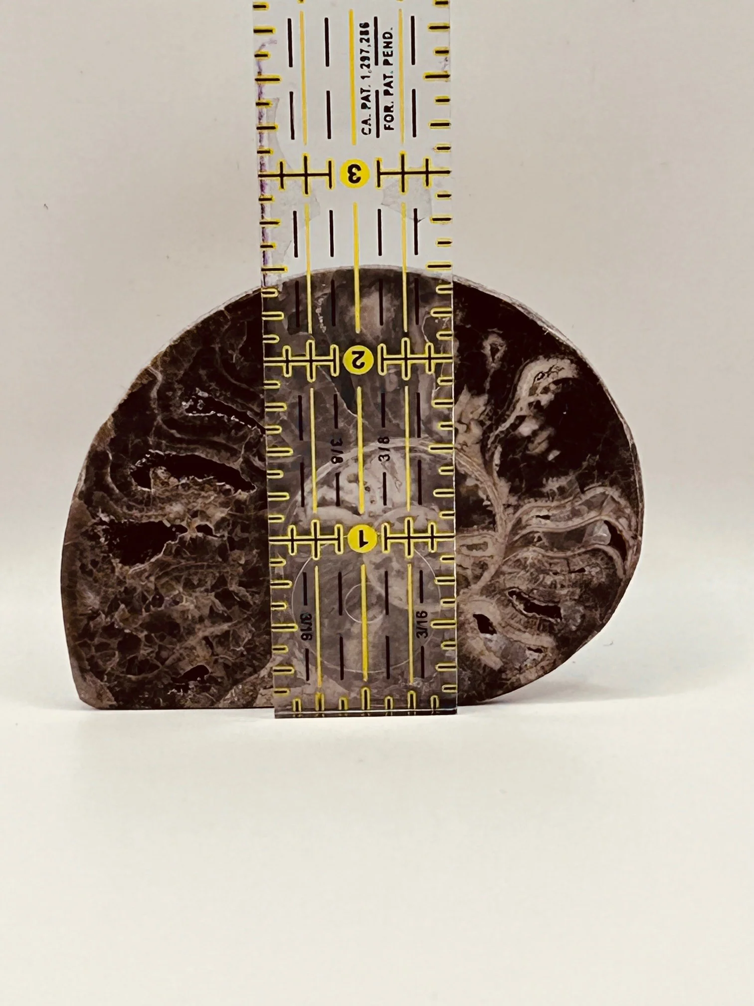 Fossil Ammonite (Choffaticeras) - Image 4